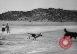 Standbild Armee Hunde United States USA, 1945, aus Sekunde 24 historischem Filmmaterial Videoclip 65675045614
