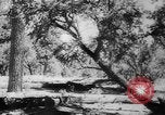 Standbild Armee Hunde United States USA, 1945, aus Sekunde 30 historischem Filmmaterial Videoclip 65675045614