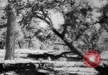 Standbild Armee Hunde United States USA, 1945, aus Sekunde 31 historischem Filmmaterial Videoclip 65675045614