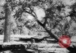Standbild Armee Hunde United States USA, 1945, aus Sekunde 32 historischem Filmmaterial Videoclip 65675045614
