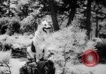 Standbild Armee Hunde United States USA, 1945, aus Sekunde 34 historischem Filmmaterial Videoclip 65675045614