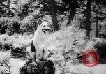 Standbild Armee Hunde United States USA, 1945, aus Sekunde 35 historischem Filmmaterial Videoclip 65675045614