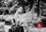 Standbild Armee Hunde United States USA, 1945, aus Sekunde 36 historischem Filmmaterial Videoclip 65675045614