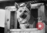Standbild Armee Hunde United States USA, 1945, aus Sekunde 41 historischem Filmmaterial Videoclip 65675045614