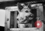 Standbild Armee Hunde United States USA, 1945, aus Sekunde 42 historischem Filmmaterial Videoclip 65675045614