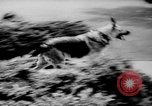Standbild Armee Hunde United States USA, 1945, aus Sekunde 47 historischem Filmmaterial Videoclip 65675045614
