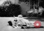 Standbild Armee Hunde United States USA, 1945, aus Sekunde 55 historischem Filmmaterial Videoclip 65675045614