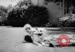 Standbild Armee Hunde United States USA, 1945, aus Sekunde 60 historischem Filmmaterial Videoclip 65675045614