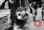 Image des Forces alliées Winter Offensive en Allemagne en Seconde Guerre Mondiale Allemagne, 1945, de la seconde 34 séquences d'archives historiques vidéo 65675045615