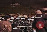 Image of Chrysanthemum show Tokyo Japan, 1937, second 9 stock footage video 65675045639