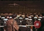 Image of Chrysanthemum show Tokyo Japan, 1937, second 11 stock footage video 65675045639