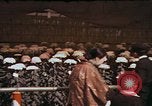 Image of Chrysanthemum show Tokyo Japan, 1937, second 12 stock footage video 65675045639