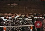 Image of Chrysanthemum show Tokyo Japan, 1937, second 13 stock footage video 65675045639