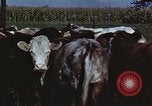 Image of American farmers United States USA, 1942, second 33 stock footage video 65675045647