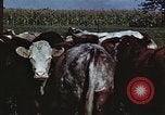 Image of American farmers United States USA, 1942, second 34 stock footage video 65675045647