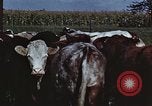 Image of American farmers United States USA, 1942, second 35 stock footage video 65675045647