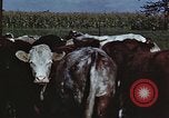 Image of American farmers United States USA, 1942, second 36 stock footage video 65675045647