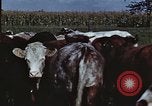 Image of American farmers United States USA, 1942, second 39 stock footage video 65675045647