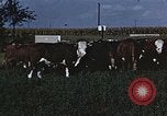 Image of American farmers produce for World War 2 United States USA, 1942, second 52 stock footage video 65675045648
