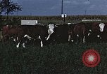 Image of American farmers produce for World War 2 United States USA, 1942, second 53 stock footage video 65675045648