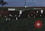 Image of American farmers produce for World War 2 United States USA, 1942, second 54 stock footage video 65675045648