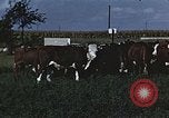 Image of American farmers produce for World War 2 United States USA, 1942, second 55 stock footage video 65675045648