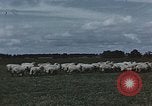 Image of American farmers produce for World War 2 United States USA, 1942, second 56 stock footage video 65675045648
