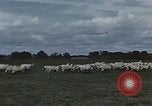 Image of American farmers produce for World War 2 United States USA, 1942, second 59 stock footage video 65675045648