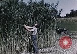 Image of Hemp dried milk and egg production for World War 2 United States USA, 1942, second 36 stock footage video 65675045649