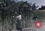 Image of Hemp dried milk and egg production for World War 2 United States USA, 1942, second 37 stock footage video 65675045649
