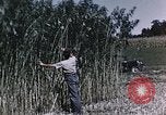 Image of Hemp dried milk and egg production for World War 2 United States USA, 1942, second 38 stock footage video 65675045649