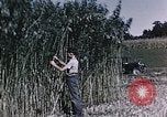 Image of Hemp dried milk and egg production for World War 2 United States USA, 1942, second 39 stock footage video 65675045649