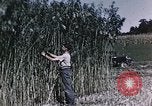 Image of Hemp dried milk and egg production for World War 2 United States USA, 1942, second 40 stock footage video 65675045649
