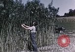 Image of Hemp dried milk and egg production for World War 2 United States USA, 1942, second 41 stock footage video 65675045649