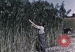 Image of Hemp dried milk and egg production for World War 2 United States USA, 1942, second 43 stock footage video 65675045649