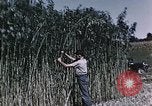 Image of Hemp dried milk and egg production for World War 2 United States USA, 1942, second 44 stock footage video 65675045649