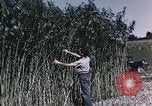 Image of Hemp dried milk and egg production for World War 2 United States USA, 1942, second 46 stock footage video 65675045649