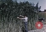 Image of Hemp dried milk and egg production for World War 2 United States USA, 1942, second 47 stock footage video 65675045649