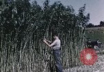 Image of Hemp dried milk and egg production for World War 2 United States USA, 1942, second 48 stock footage video 65675045649