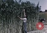 Image of Hemp dried milk and egg production for World War 2 United States USA, 1942, second 49 stock footage video 65675045649