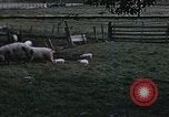 Image of War time pork beef and sugar production in America United States USA, 1942, second 1 stock footage video 65675045650