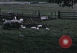Image of War time pork beef and sugar production in America United States USA, 1942, second 3 stock footage video 65675045650