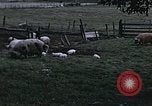 Image of War time pork beef and sugar production in America United States USA, 1942, second 4 stock footage video 65675045650