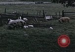 Image of War time pork beef and sugar production in America United States USA, 1942, second 5 stock footage video 65675045650