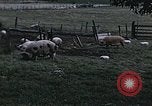 Image of War time pork beef and sugar production in America United States USA, 1942, second 6 stock footage video 65675045650