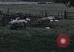 Image of War time pork beef and sugar production in America United States USA, 1942, second 7 stock footage video 65675045650