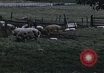 Image of War time pork beef and sugar production in America United States USA, 1942, second 8 stock footage video 65675045650