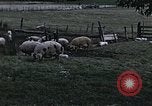 Image of War time pork beef and sugar production in America United States USA, 1942, second 9 stock footage video 65675045650