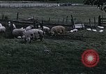 Image of War time pork beef and sugar production in America United States USA, 1942, second 10 stock footage video 65675045650