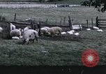 Image of War time pork beef and sugar production in America United States USA, 1942, second 11 stock footage video 65675045650